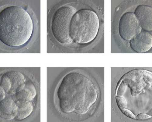 北京知名试管供卵机构推荐与成功率解析