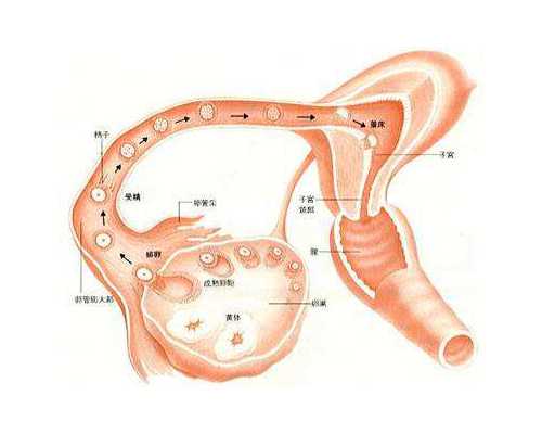 安徽试管婴儿医院排名与费用成功率详解