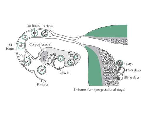 南京代孕费用与天津试管婴儿双胞胎助孕流程详解-正规公司指南